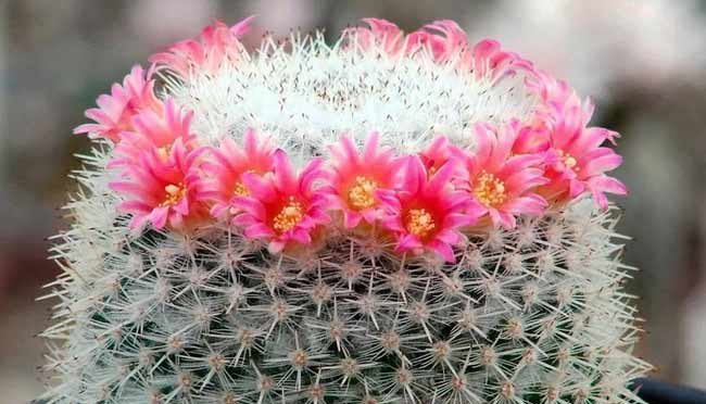 کاکتوس بدون تیغ کاکتوس مامیلاریا (Mammillaria) مجموعه تولیدی سیدوس تولید کننده گلدان پلاستیکی سیدوس