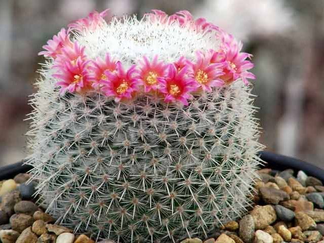 کاکتوس مناسب منزل (25پیشنهاد)Cactus suitable for home (25 suggestions) مجموعه تولیدی سیدوس , تولید کننده گلدان پلاستیکی سیدوس