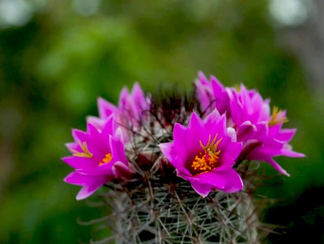 کاکتوس وگل های ظریفشCactus and its delicate flowers
مجموعه تولیدی سیدوس تولید کننده گلدان پلاستیکی سیدوس