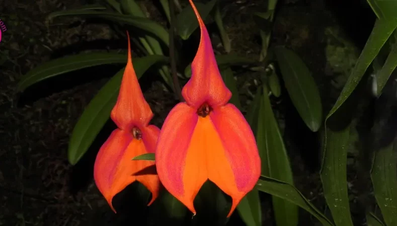 گل اُرکیده 25گونه Orchidaceae مجموعه تولیدی سیدوس,تولید کننده گلدان پلاستیکی سیدوس ومحصولات شیلنگ آب وگاز وکولر