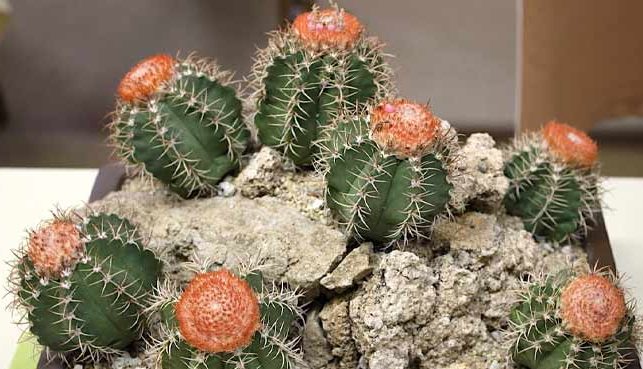 کاکتوس بدون تیغ کاکتوس ملوکاکتوس (Melocactus) مجموعه تولیدی سیدوس تولید کننده گلدان پلاستیکی سیدوس