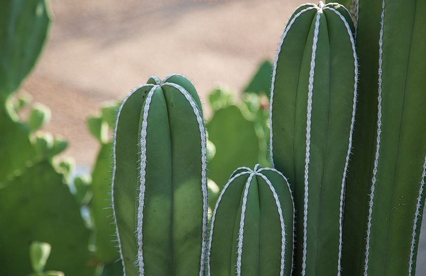 کاکتوس مناسب منزل (25پیشنهاد) Cactus suitable for home (25 suggestions) مجموعه تولیدی سیدوس , تولید کننده گلدان پلاستیکی سیدوس