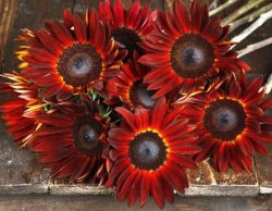 HelianthusVelvet Queen گلدان پلاستیکی سیدوس و انواع گل آفتابگردان مخملی