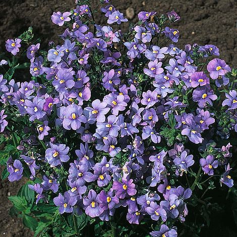 گل نمیسا جهت كاشت در بسترهای گل كاری مناسب است. نام علمی: Nemesia Caerulea خانواده: SCROPHULARIACE AE مجموعه تولیدی سیدوس, تولید کننده گلدان پلاستیکی سیدوس