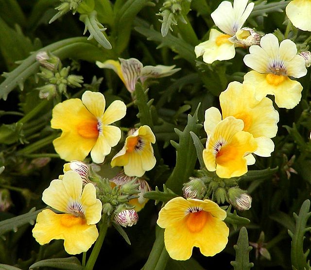 گل نمیسا جهت كاشت در بسترهای گل كاری مناسب است. نام علمی: Nemesia Caerulea خانواده: SCROPHULARIACE AE مجموعه تولیدی سیدوس, تولید کننده گلدان پلاستیکی سیدوس