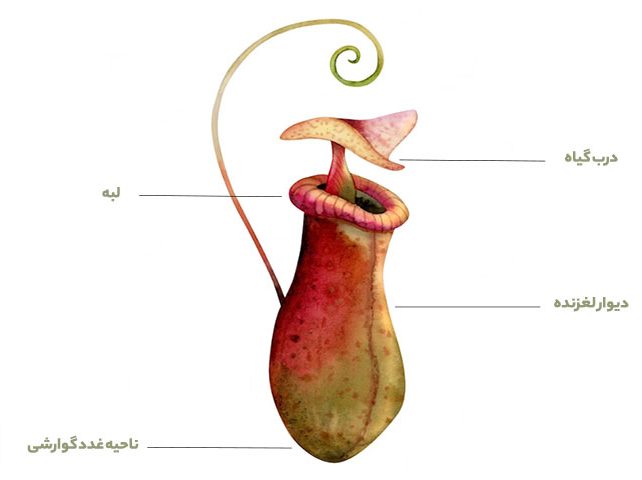 گیاهان گوشتخوار (Carnivorous plant) مجموعه تولیدی سیدوس ,تولید کننده گلدان پلاستیکی سیدوس