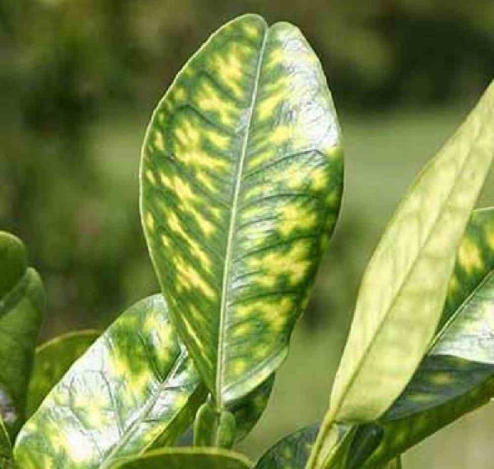 کمبود آهن در گیاه وعلائم آنIron-deficiency-in-plants-and-its-symptoms
مجموعه تولیدی سیدوس تولید کننده گلدان پلاستیکی سیدوس
