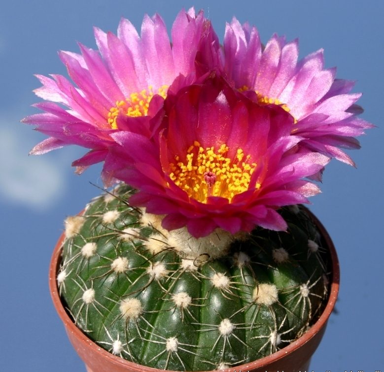 (Notocactusکاکتوس برگ دار Cactus with leaves (19 types) مجموعه تولیدی سیدوس تولید کننده گلدان پلاستیکی سیدوس