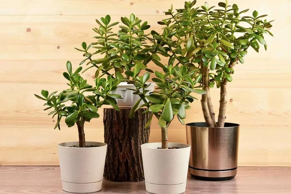 درختچه های آپارتمانی در گلدان پلاستیکی سیدوسApartment shrubs in plastic pots Sidoos
مجموعه تولیدی سیدوس ,تولید کننده گلدان پلاستیکی سیدوس ,بیش از 120نوع, اعم از گلدان استوانه ای پلاستیکی سیدوس,گلدان الماسی پلاستیکی سیدوس,گلدان مربعی پلاستیکی,گلدان مثلثی پلاستیکی,گلدان گرد پلاستیکی ,باکس مستطیلی,در اندازه های کاکتوسی تا درختچه ای
