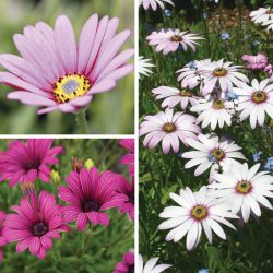 Osteospermum plant گیاه استئوسپرموم