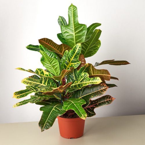 گیاه آپارتمانی کروتن پرتقالیOrange Croton Houseplant
مجموعه تولیدی سیدوس ,تولید کننده گلدان پلاستیکی سیدوس ,بیش از 120نوع, اعم از گلدان استوانه ای پلاستیکی سیدوس,گلدان الماسی پلاستیکی سیدوس,گلدان مربعی پلاستیکی,گلدان مثلثی پلاستیکی,گلدان گرد پلاستیکی ,باکس مستطیلی,در اندازه های کاکتوسی تا درختچه ای