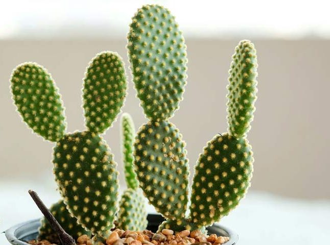 کاکتوس مناسب منزل (25پیشنهاد)Cactus suitable for home (25 suggestions) مجموعه تولیدی سیدوس , تولید کننده گلدان پلاستیکی سیدوس