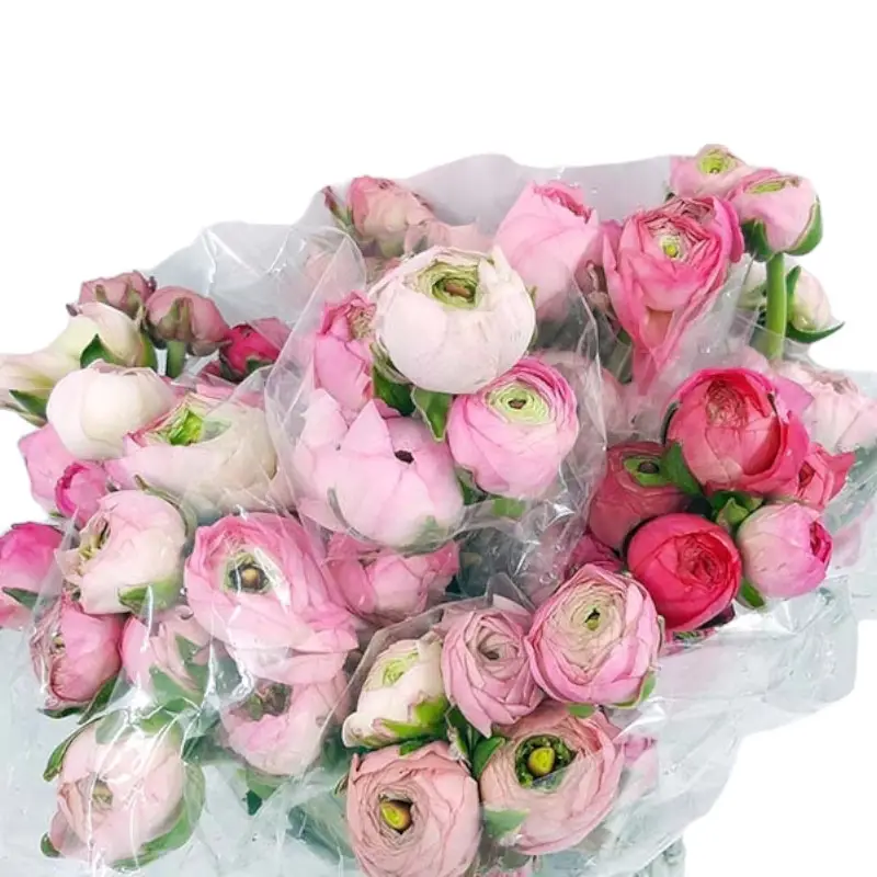 گل آنمون در گلدان پلاستیکی سیدوس Anemone flower in a plastic pot Sidoos گلدان پلاستیکی Plastic pot, plastic vase مجموعه تولیدی سیدوس ,تولید کننده گلدان پلاستیکی سیدوس ,بیش از 120نوع, اعم از گلدان استوانه ای پلاستیکی سیدوس,گلدان الماسی پلاستیکی سیدوس,گلدان مربعی پلاستیکی,گلدان مثلثی پلاستیکی,گلدان گرد پلاستیکی ,باکس مستطیلی,در اندازه های کاکتوسی تا درختچه ای