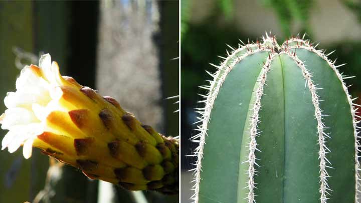 کاکتوس بدون تیغ کاکتوس سرئوس مارگیناتوس (Pachycereus marginatus) مجموعه تولیدی سیدوس تولید کننده گلدان پلاستیکی سیدوس