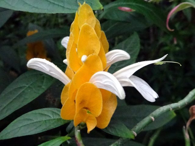گل پاچی استاچییاگل مشعلی زرد نام علمي Pachystachys Lutea خانواده Acanthaceae مجموعه تولیدی سیدوس ,تولید کننده گلدان پلاستیکی سیدوس