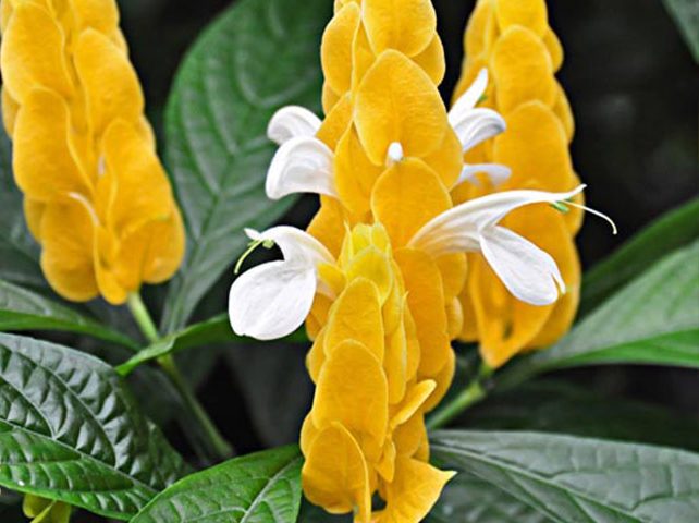 گل پاچی استاچی یاگل مشعلی زرد نام علمي Pachystachys Lutea خانواده Acanthaceae مجموعه تولیدی سیدوس ,تولید کننده گلدان پلاستیکی سیدوس