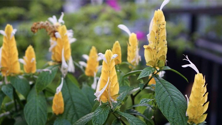 گل پاچی استاچی یاگل مشعلی زرد نام علمي Pachystachys Lutea خانواده Acanthaceae مجموعه تولیدی سیدوس ,تولید کننده گلدان پلاستتیکی سیدوس