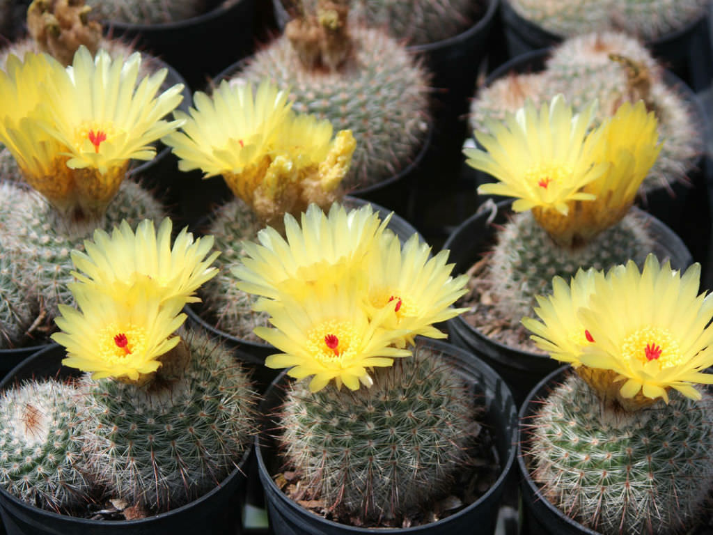 کاکتوس برگ دار Cactus with leaves (19 types) مجموعه تولیدی سیدوس تولید کننده گلدان پلاستیکی سیدوس