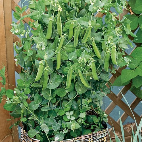 سبزیجاتی که می‌توانید در بالکن پرورش دهیدVegetables you can grow on your balcony مجموعه تولیدی سیدوس ,تولید کننده گلدان پلاستیکی سیدوس ,بیش از 120نوع, اعم از گلدان استوانه ای پلاستیکی سیدوس,گلدان الماسی پلاستیکی سیدوس,گلدان مربعی پلاستیکی,گلدان مثلثی پلاستیکی,گلدان گرد پلاستیکی ,باکس مستطیلی,در اندازه های کاکتوسی تا درختچه ای