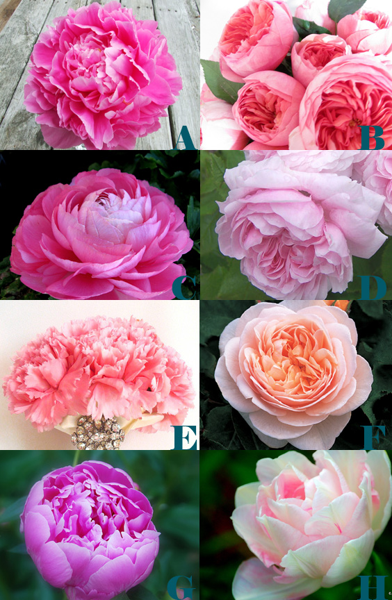 گل پیونی(Paeonia) در گلدان پلاستیکی سیدوسPeony (Paeonia) in a plastic pot from Sidoos مجموعه تولیدی سیدوس ,تولید کننده گلدان پلاستیکی سیدوس ,بیش از 120نوع, اعم از گلدان استوانه ای پلاستیکی سیدوس,گلدان الماسی پلاستیکی سیدوس,گلدان مربعی پلاستیکی,گلدان مثلثی پلاستیکی,گلدان گرد پلاستیکی ,باکس مستطیلی,در اندازه های کاکتوسی تا درختچه ای