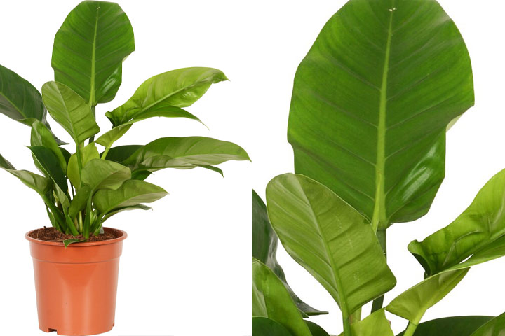 گیاهان آپارتمانی برگ پهن Broadleaf houseplants مجموعه تولیدی سیدوس ,تولید کننده گلدان پلاستیکی سیدوس ,بیش از 120نوع, اعم از گلدان استوانه ای پلاستیکی سیدوس,گلدان الماسی پلاستیکی سیدوس,گلدان مربعی پلاستیکی,گلدان مثلثی پلاستیکی,گلدان گرد پلاستیکی ,باکس مستطیلی,در اندازه های کاکتوسی تا درختچه ای