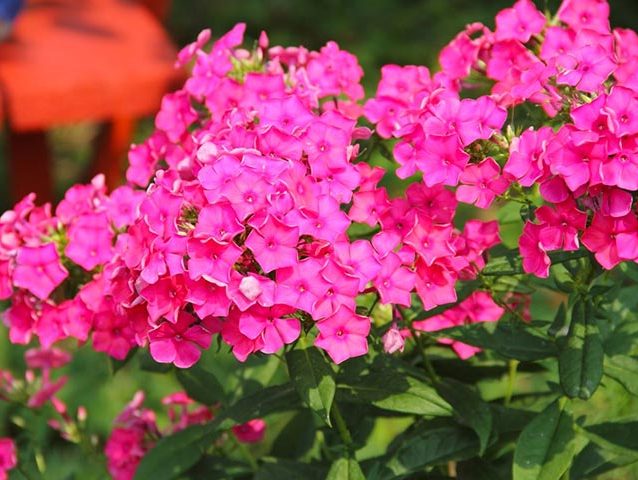 گل فلوکس Phlox Paniculata خانواده Polemoniaceae مجموعه تتولیدی سیدوس تولید کننده گلدان پلاستیکی سیدوس