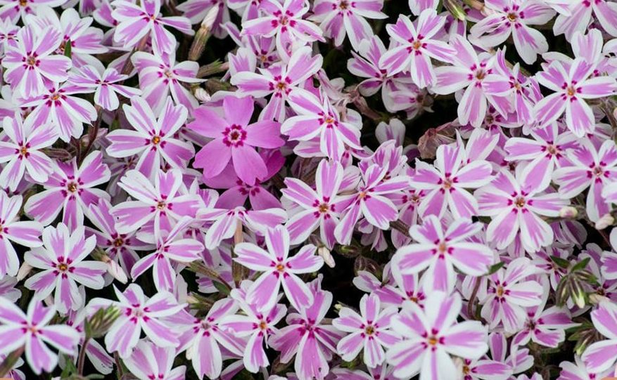 گل فلوکس Phlox Paniculata خانواده Polemoniaceae مجموعه تتولیدی سیدوس تولید کننده گلدان پلاستیکی سیدوس