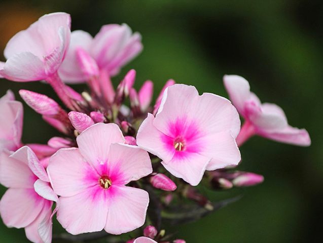 گل فلوکس Phlox Paniculata خانواده Polemoniaceae مجموعه تتولیدی سیدوس تولید کننده گلدان پلاستیکی سیدوس