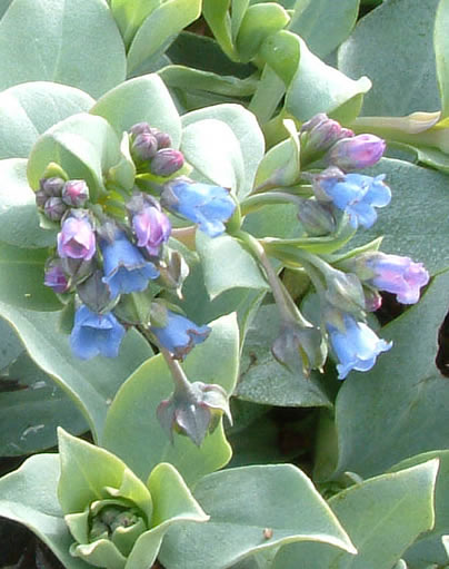 گل صدف (Oyster Plant)نام علمی: (Mertensia maritima)