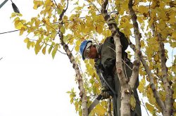هرس کردن درختان در پاییز وبایدها ونبایدها Pruning trees in the fall: dos and don'ts مجموعه تولیدی سیدوس ,تولید کننده گلدان پلاستیکی سیدوس ,بیش از 120نوع, اعم از گلدان استوانه ای پلاستیکی سیدوس,گلدان الماسی پلاستیکی سیدوس,گلدان مربعی پلاستیکی,گلدان مثلثی پلاستیکی,گلدان گرد پلاستیکی ,باکس مستطیلی,در اندازه های کاکتوسی تا درختچه ای