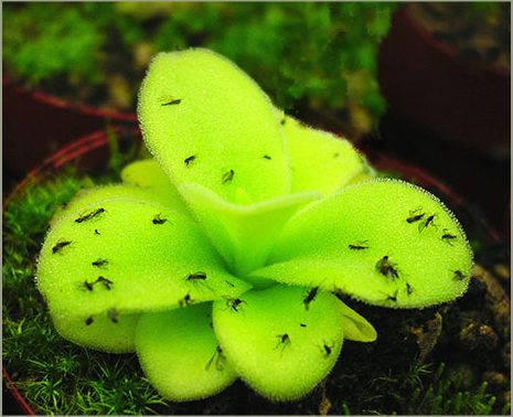 گیاهان گوشتخوار (Carnivorous plant) مجموعه تولیدی سیدوس ,تولید کننده گلدان پلاستیکی سیدوس