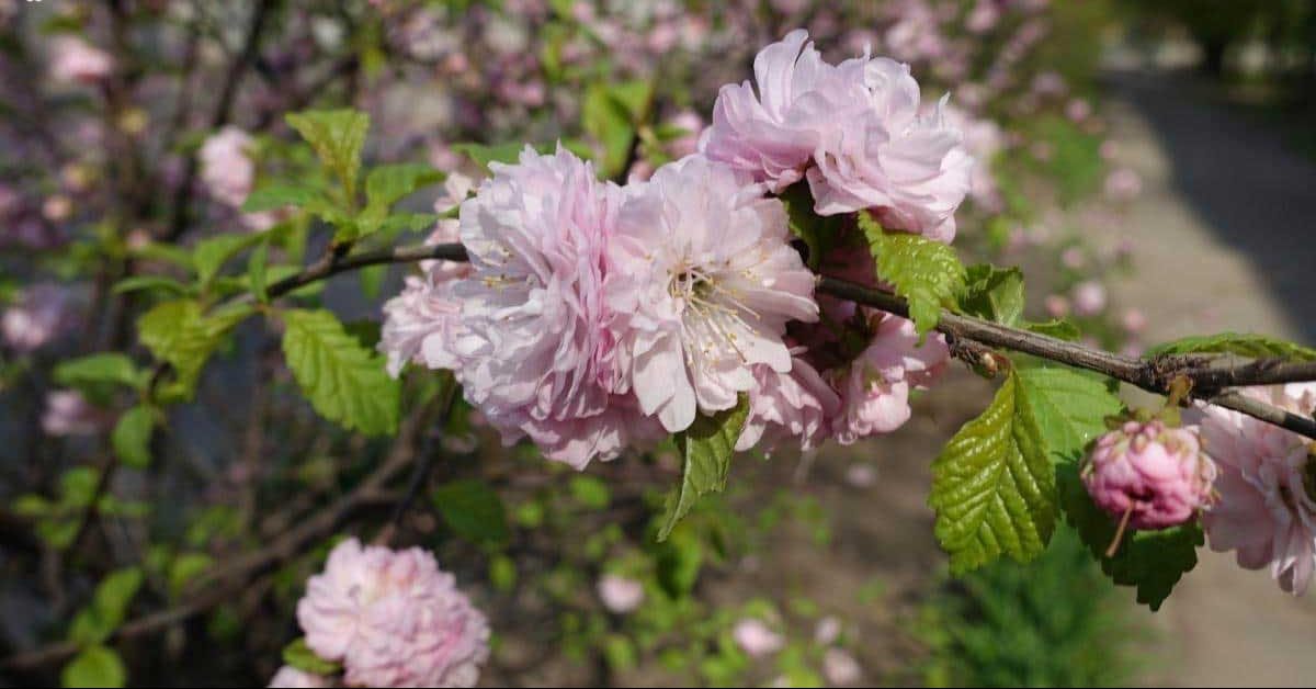 گوجه گل (Pink Flowering Almond)نام علمی: (‌Prunus trilloba)