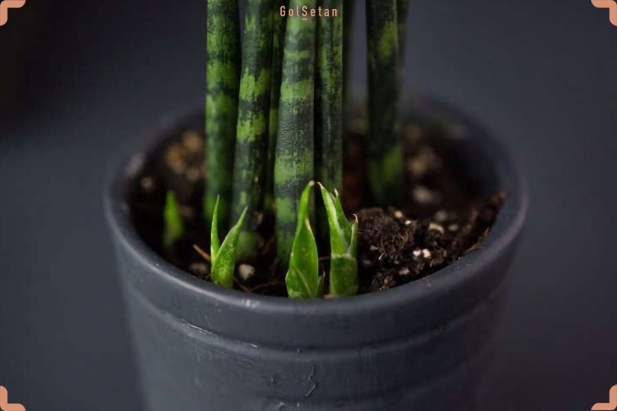 تکثیر گیاهان از بذر تا قلمه زنیPlant propagation from seed to cuttings
مجموعه تولیدی سیدوس ,تولید کننده گلدان پلاستیکی سیدوس ,بیش از 120نوع, اعم از گلدان استوانه ای پلاستیکی سیدوس,گلدان الماسی پلاستیکی سیدوس,گلدان مربعی پلاستیکی,گلدان مثلثی پلاستیکی,گلدان گرد پلاستیکی ,باکس مستطیلی,در اندازه های کاکتوسی تا درختچه ای