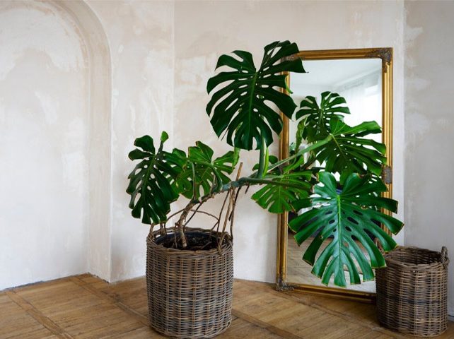 گیاهان آپارتمانی وچیدمان آن در دکوراسیون منزل Houseplants and their arrangement in home decoration مجموعه تولیدی سیدوس, تولید کننده گلدان پلاستیکی سیدوس 