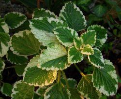 گل پلکترانتوس از خانواده ی گلدانی های Euphorbiaceae است و در مناطق گرمسیری مانند آمریکای جنوبی ، آفریقای مرکزی و آسیای جنوب شرقی پرورش می یابد. نام علمی این گیاه Plectranthus scutellarioides  اما در عموم به اسم coleus شناخته می‌شود. مجموعه تولیدی سیدوس تولید کننده گلدان پلاستیکی سیدوس