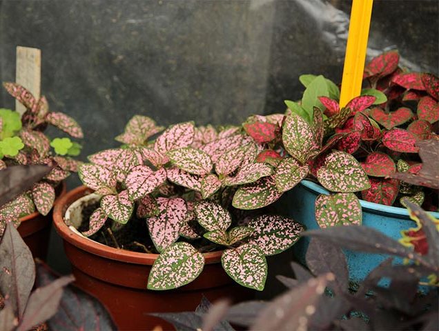 گل سنگیPolka dot plant نام علمی Lithops Schwantesii خانواده Aizoaceae نام دیگر گل سنگی هیپوستس فیلوستاچیا مجموعه تولیدی سیدوس, تولید کننده گلدان پلاستیکی سیدوس