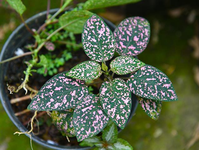 گل سنگیPolka dot plant نام علمی Lithops Schwantesii خانواده Aizoaceae نام دیگر گل سنگی هیپوستس فیلوستاچیا مجموعه تولیدی سیدوس, تولید کننده گلدان پلاستیکی سیدوس