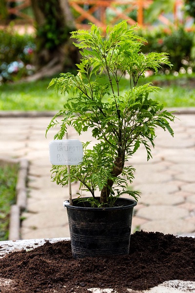 Aralia-variegata-گیاه آرالیا از خانواده Araliaceae که گیاهانی مانند شفلرا (درخت چتر)، فاتزیا، هدرا و سایر گیاهان را نیز شامل می‌شود، است. مجموعه تولیدی سیدوس ,تولید کننده گلدان پلاستیکی سیدوس ,بیش از 120نوع, اعم از گلدان استوانه ای پلاستیکی سیدوس,گلدان الماسی پلاستیکی سیدوس,گلدان مربعی پلاستیکی,گلدان مثلثی پلاستیکی,گلدان گرد پلاستیکی ,باکس مستطیلی,در اندازه های کاکتوسی تا درختچه ای