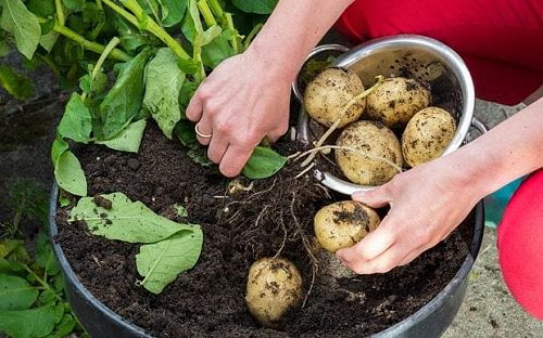 سبزیجاتی که می‌توانید در بالکن پرورش دهیدVegetables you can grow on your balcony مجموعه تولیدی سیدوس ,تولید کننده گلدان پلاستیکی سیدوس ,بیش از 120نوع, اعم از گلدان استوانه ای پلاستیکی سیدوس,گلدان الماسی پلاستیکی سیدوس,گلدان مربعی پلاستیکی,گلدان مثلثی پلاستیکی,گلدان گرد پلاستیکی ,باکس مستطیلی,در اندازه های کاکتوسی تا درختچه ای