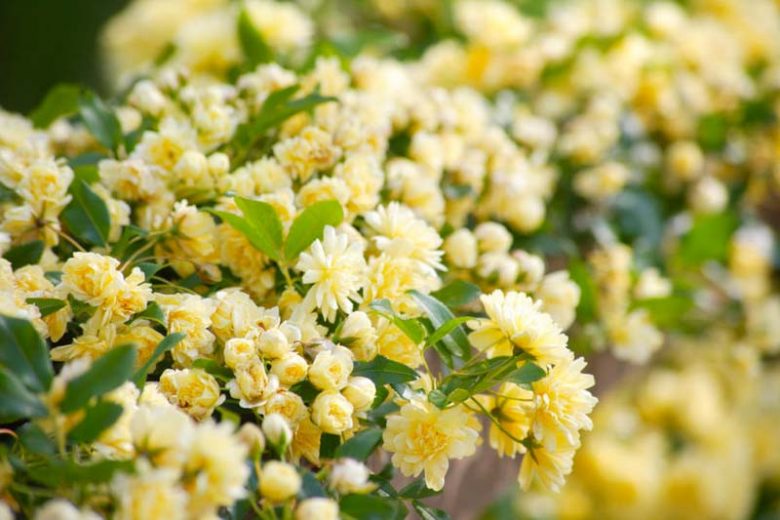 گل رز آبشار طلایی (2گونه)