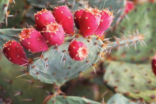 کاکتوس های میوه دارFruit-bearing cacti مجموعه تولیدی سیدوس ,تولید کننده گلدان پلاستیکی سیدوس ,بیش از 120نوع, اعم از گلدان استوانه ای پلاستیکی سیدوس,گلدان الماسی پلاستیکی سیدوس,گلدان مربعی پلاستیکی,گلدان مثلثی پلاستیکی,گلدان گرد پلاستیکی ,باکس مستطیلی,در اندازه های کاکتوسی تا درختچه ای