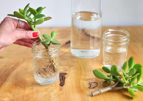 گل کراسولانام علمی Crassula arborescens خانواده Crassulaceae مجموعه تولیدی سیدوس ,تولید کننده گلدان پلاستیکی سیدوس