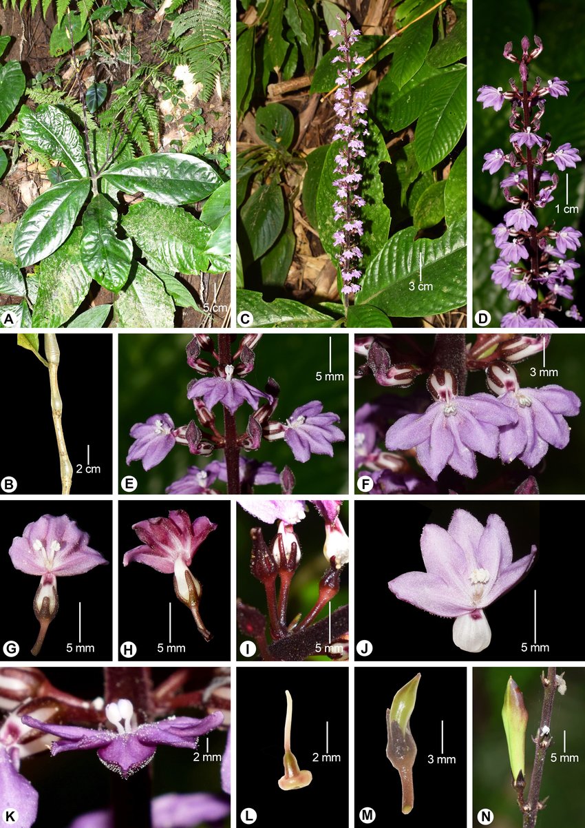 گیاه پسودرانتموم (Pseuderanthemum)مجموعه تولیدی سیدوس ,تولید کننده گلدان پلاستیکی سیدوس ,بیش از 120نوع, اعم از گلدان استوانه ای پلاستیکی سیدوس,گلدان الماسی پلاستیکی سیدوس,گلدان مربعی پلاستیکی,گلدان مثلثی پلاستیکی,گلدان گرد پلاستیکی ,باکس مستطیلی,در اندازه های کاکتوسی تا درختچه ای