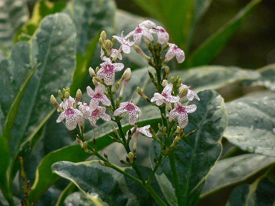 گیاه پسودرانتموم (Pseuderanthemum)مجموعه تولیدی سیدوس ,تولید کننده گلدان پلاستیکی سیدوس ,بیش از 120نوع, اعم از گلدان استوانه ای پلاستیکی سیدوس,گلدان الماسی پلاستیکی سیدوس,گلدان مربعی پلاستیکی,گلدان مثلثی پلاستیکی,گلدان گرد پلاستیکی ,باکس مستطیلی,در اندازه های کاکتوسی تا درختچه ای
