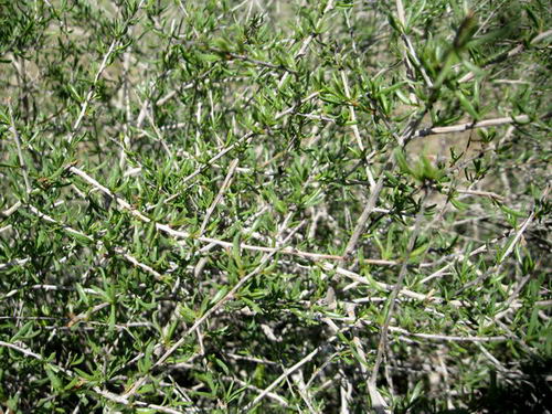 گیاه پرند یا پیارَندPteropyrum aucheri مجموعه تولیدی سیدوس ,تولید کننده گلدان پلاستیکی سیدوس ,بیش از 120نوع, اعم از گلدان استوانه ای پلاستیکی سیدوس,گلدان الماسی پلاستیکی سیدوس,گلدان مربعی پلاستیکی,گلدان مثلثی پلاستیکی,گلدان گرد پلاستیکی ,باکس مستطیلی,در اندازه های کاکتوسی تا درختچه ای