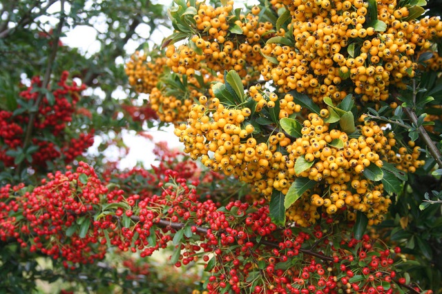  گیاه پیراکانتا با نام علمی Pyracantha Coccinea از خانواده Rosaceaeمجموعه تولیدی سیدوس ,تولید کننده گلدان پلاستیکی سیدوس ,بیش از 120نوع, اعم از گلدان استوانه ای پلاستیکی سیدوس,گلدان الماسی پلاستیکی سیدوس,گلدان مربعی پلاستیکی,گلدان مثلثی پلاستیکی,گلدان گرد پلاستیکی ,باکس مستطیلی,در اندازه های کاکتوسی تا درختچه ای