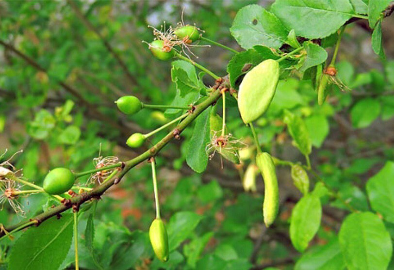 بیماری قارچی گیاهان Fungal plant disease
مجموعه تولیدی سیدوس ,تولید کننده گلدان پلاستیکی سیدوس ,بیش از 120نوع, اعم از گلدان استوانه ای پلاستیکی سیدوس,گلدان الماسی پلاستیکی سیدوس,گلدان مربعی پلاستیکی,گلدان مثلثی پلاستیکی,گلدان گرد پلاستیکی ,باکس مستطیلی,در اندازه های کاکتوسی تا درختچه ای