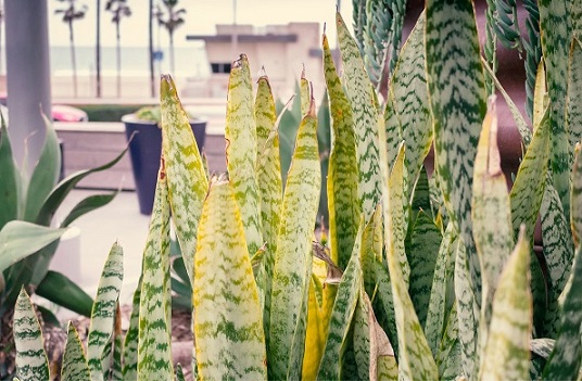  گیاه سانسوریا یا زبان مادر شوهر (Sansevieria trifasciata)مجموعه تولیدی سیدوس ,تولید کننده گلدان پلاستیکی سیدوس ,بیش از 120نوع, اعم از گلدان استوانه ای پلاستیکی سیدوس,گلدان الماسی پلاستیکی سیدوس,گلدان مربعی پلاستیکی,گلدان مثلثی پلاستیکی,گلدان گرد پلاستیکی ,باکس مستطیلی,در اندازه های کاکتوسی تا درختچه ای