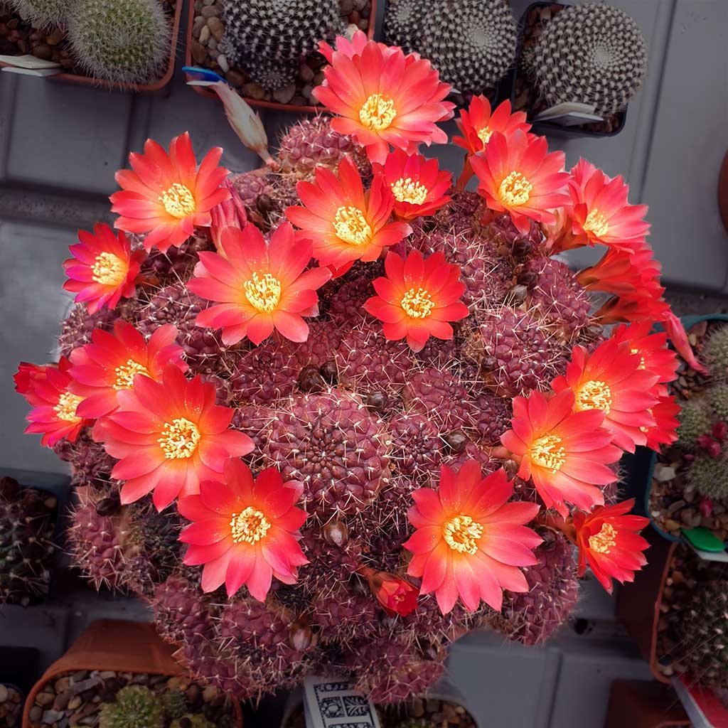 کاکتوس برگ دار Cactus with leaves (19 types) مجموعه تولیدی سیدوس تولید کننده گلدان پلاستیکی سیدوس