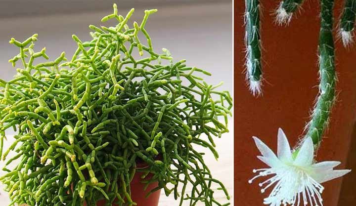 کاکتوس بدون تیغ کاکتوس ریپسالیس (Rhipsalis cacti) مجموعه تولیدی سیدوس تولید کننده گلدان پلاستیکی سیدوس